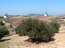 Windmühlen und Olivenbäume zwischen Madrid und Albacete in Kastilien, Spanien